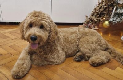 Goldendoodle F1